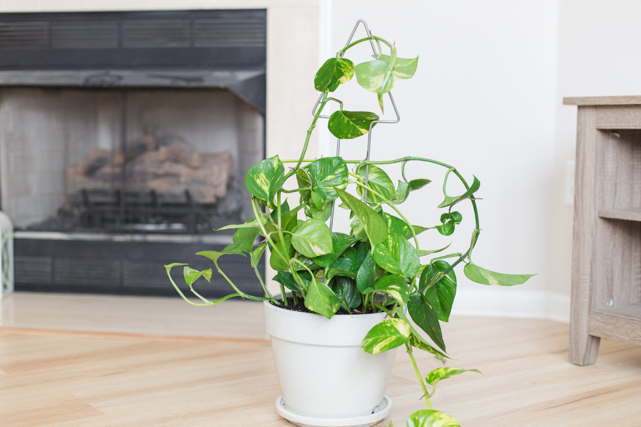 The Best Moss Pole Alternative for Your Houseplants
